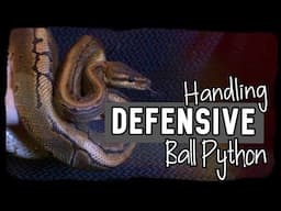 HANDLING DEFENSIVE/HISSING BALL PYTHON