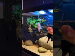 Watch & Learn! 2 new fish JUMP for food👀🐟 #fishfood #cichlids #severum