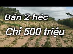 Bán 2 héc ngay khu dân cư gần tỉnh lộ chỉ 500  triệu 0395507506