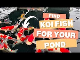 Koi Fish Keeping FIND FISH FOR YOUR POND