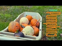 Apple Crumble Baked Oatmeal and Harvesting Pumpkins for the Farmers Market