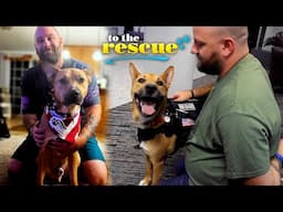 Veteran gets a therapy dog who was abandoned and needs a home | Hounds and Heroes | To The Rescue