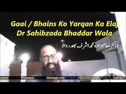 Gaai Bhains Ko Yarqan Ka Elaj Dr Sahibzada Bhaddar Walaڈاکٹرصاحبزادہ محمد اشرف بھد ر والا