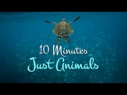 10 MINUTES OF ANIMALS for kids 💛 Miss Ellis