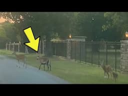 Woman’s Filming Deer Crossing Road When She Spots Funny ‘imposter’ In The Group