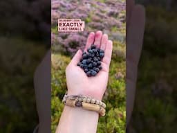 🍓 FORAGING FOR WILD BERRIES! 🍓 beginner summer friendly fruits! #freefood #foraging