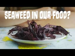 Why is seaweed in food? | Seaweed Part 2