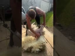 It melts off like butter #sheep #shearing