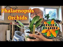 A Look at All My Phalaenopsis - Part 2