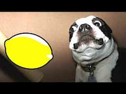 Best Funny Videos - Funny Cats and Dogs vs Lemons