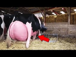 Pregnant Mama Cow Refuses To Give Birth, Then Doctor Checks And Calls The Cops!