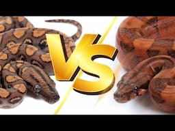 Boa Constrictor vs. Brazilian Rainbow Boa: The Ultimate Snake Showdown (Who’s the Champ?)