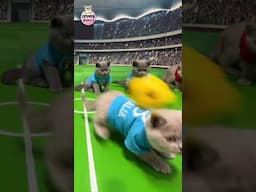 Cat Kittens World Cup super play's #britishbluecats #cat #eurocup #worldcup