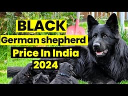 Black German Shepherd Price In India 2024 | Why Black German Shepherd Is So Expensive ?