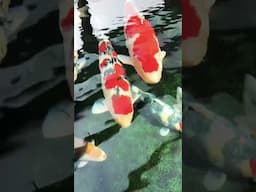 Koi fish crystal clear water. #justwater #water #fish #like #glass #subscribe #shorts #japan