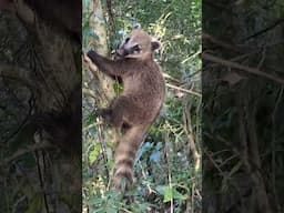 Raccoon? Anteater? Squirrel? Baby coatis!!! That final look!! Swoon.