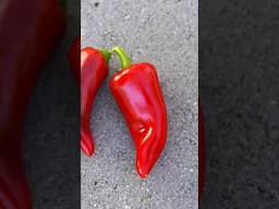 3 peppers we LOVE having in the garden