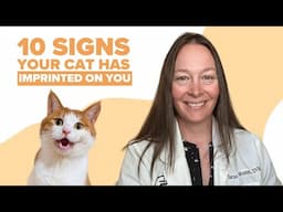 10 Signs Your Cat Has Imprinted On You (Vet Approved)