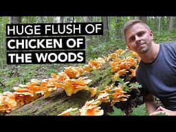 Huge Flush Of Chicken Of The Woods