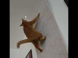 Cat Attacks Wall #animalvoiceover #klrproductions #cat #funny