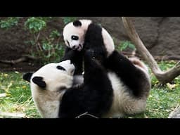 A Mother Pandas Love - Panda Documentary