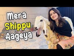 Mera Shippu Wapis Aageya 😍 | Mera Qurbani Ka Janwar ❤️