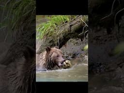 Epic Grizzly Bear Snags Salmon Mod-Stream! 🐻🐟 #wildlife