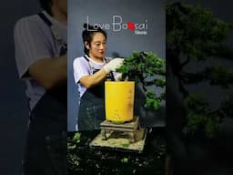 Artistic bonsai pruning techniques! #109 #lovebonsai #bonsai #bonsaiart #bonsaitree