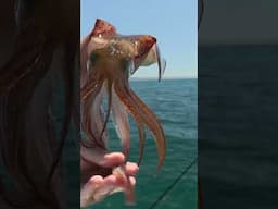 Southern Calamari, amazing squid that change colour instantly