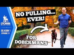 Training a Doberman to Walk on a Loose Leash | Dobie Masters - S1E11