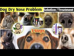 Dog Dry Nose || Causes & Solution || नाक सुख गई Dog की 😱 || क्या करे 🤔 Alert 🚨 First Aid Solution