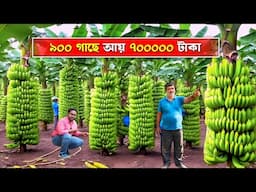 900 কলা গাছে আয় 700000 লাখ টাকা | G9 Banana | কলা চাষ | Krish 9 কলা | Tissue culture banana