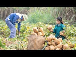 Harvesting Yam Beans for Market Selling, Animal Care, Warm Meal With Family