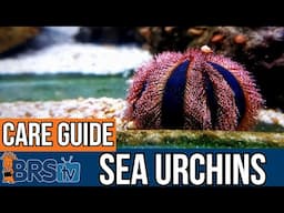 Care Tips for Keeping Urchins!