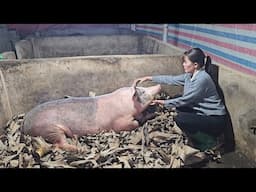 When pregnant sows get foot and mouth disease, there is a risk of miscarriage. ( Ep 331 )