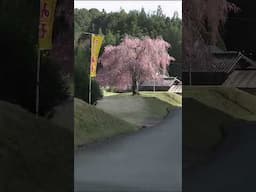 春の京都・常照皇寺の桜(2013年・手振れ注意) #shorts #kyoto #Japan