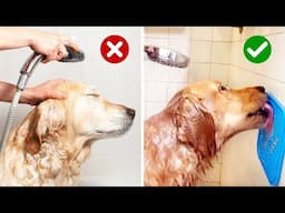 10 Life Hacks for Golden Retriever Owners