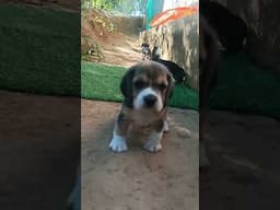 Beautiful Beagle Puppies Playing #beagle #puppy #petcarekannada