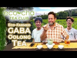 Eco-Cha Tea Club: 106 - Eco-Farmed GABA Oolong Tea | Eco-Cha Teas