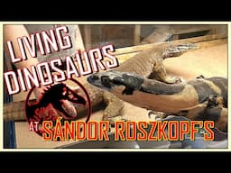 HUGE MONITORS, LIVING DINOSAURS, GORGEOUS LIZARDS at SANDOR ROSZKOPF's