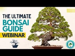 THE ULTIMATE BONSAI GUIDE WEBINAR