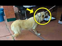 Crying Dog Was Dragged By Rope Into Shelter To Be Put Down. What Happened Next Shocked Everyone!