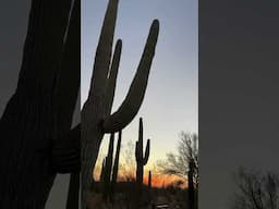 Desert Sunset ❤️ #sunset #desert #travel #arizona #usa