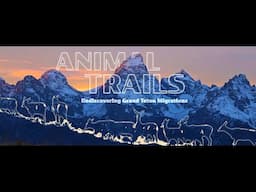 Animal Trails: Rediscovering Grand Teton Migrations