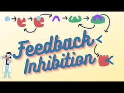 What is Feedback Inhibition