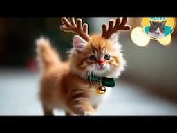 CATS ON THE RUNWAY: BEST SHOW OF 2024! #cats ¡La Mejor Pasarela de Gatitos Navideños del Mundo!