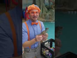 Dinosaur Pool Toy with Blippi! 🦖#blippi #dinosaurs #pool #poolparty #toys