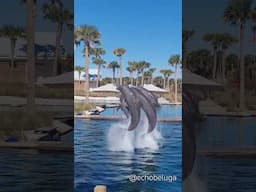 Is there anything dolphins do that's more satisfying than group bows?