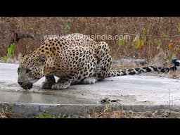 Leopards lap water from a forest pool, roam the forests of Jhalana at the edge of Jaipur city