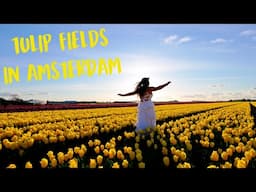 Amsterdam Tulip Fields 2025: Tips on When to Go & How to Get There (Reconsider Keukenhof!)